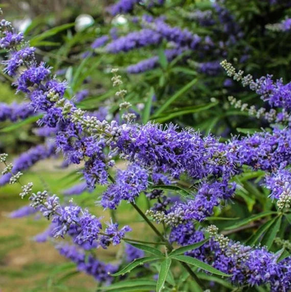 Purple Chase tree lilac flowers blooming with green leaf background.