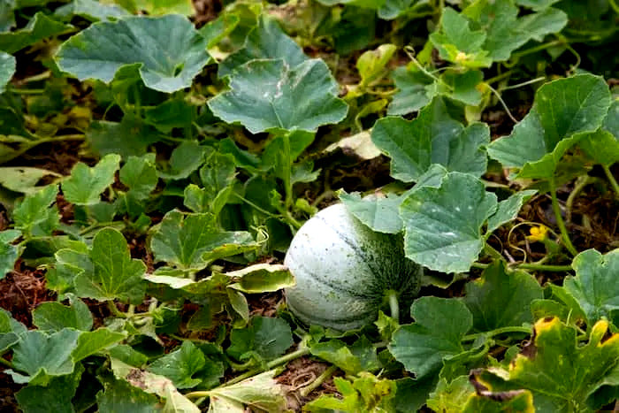 Charentais cantaloupe Melon growing among green leaves on a plant