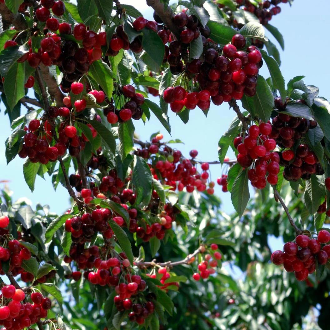 Close-up of ripe red wild cherries on a tree with green leaves against a blue sky.
