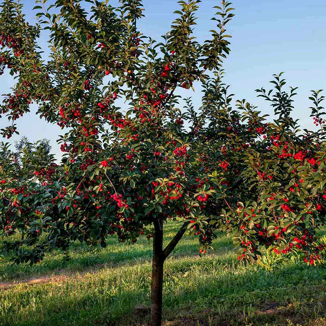 Mazzard Wild Cherry tree with red cherries in an orchard. (Prunus avium)