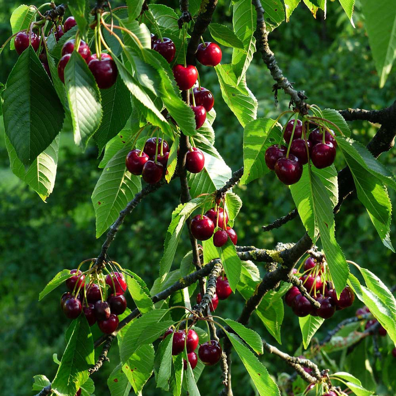 Mazzard Sweet Cherry tree with ripe red cherries and green leaves. (Prunus avium)