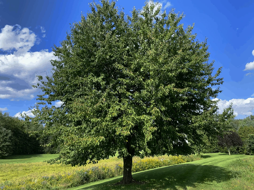 Lush green Mazzard Cherry tree in a grassy field with a blue sky