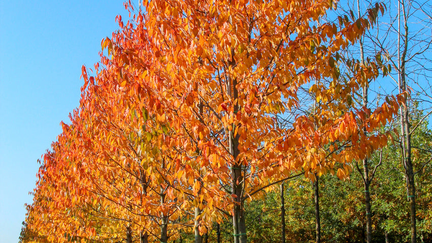 Autumn wild cherry trees with orange leaves against a blue sky