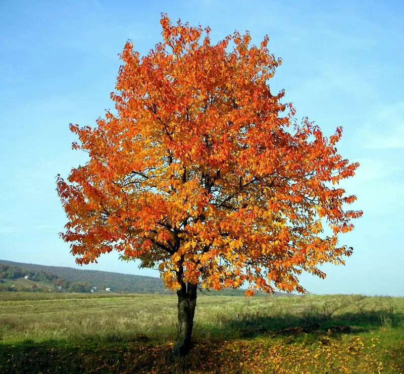 Mazzard Sweet Cherry tree with vibrant orange leaves in a field under a clear blue sky. (Prunus avium)