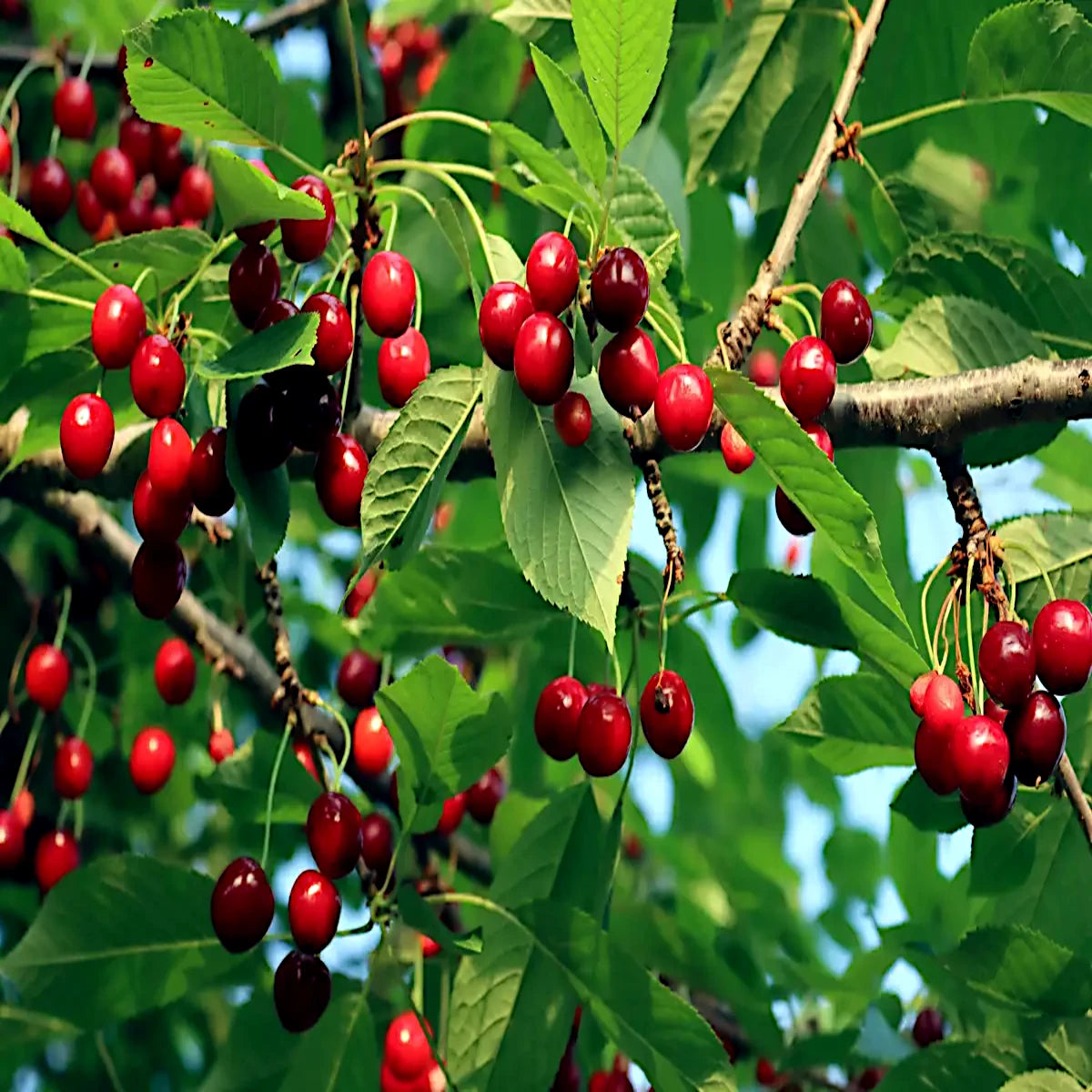 Red Mazzard Sweet cherries on a tree branch with green leaves