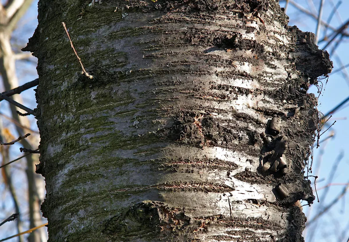 Close-up of a Mazzard Sweet Cherry tree trunk with detailed bark texture against a blurred natural background. (Prunus avium)