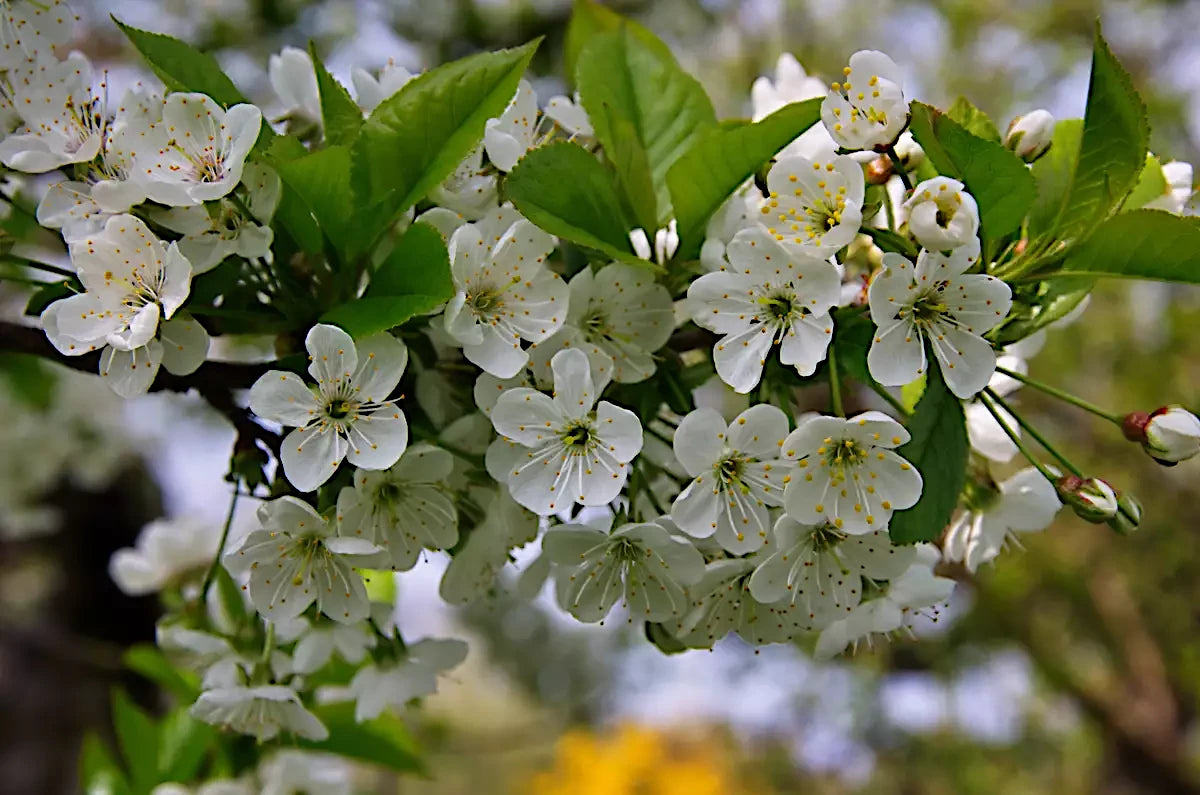 White flowers with green leaves on a Wild Cherry tree branch