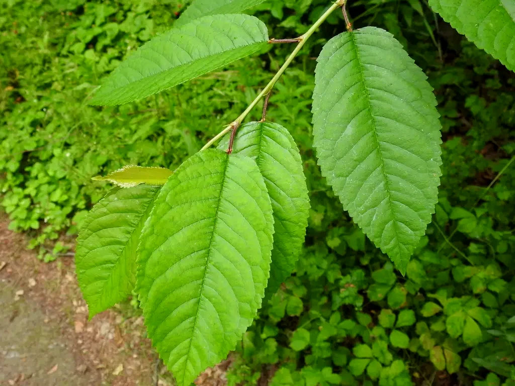 Close-up of green leaves on a Mazzard Sweet Cherry tree branch with a blurred green background. (Prunus avium)