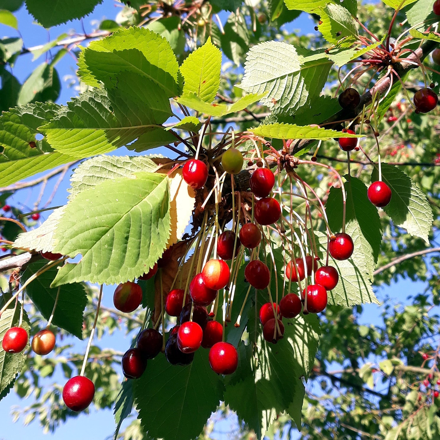 Bunch of red wild cherries on a tree with green leaves