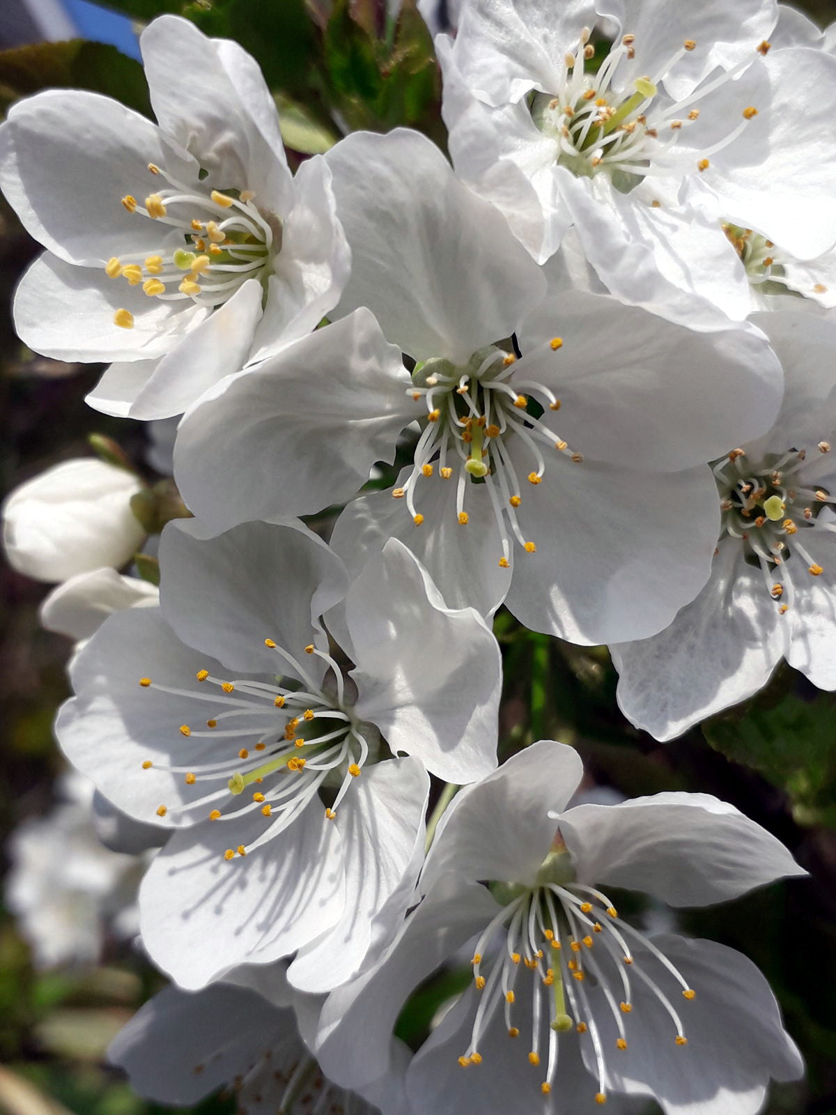 Close-up of white Wild Cherry tree flowers with yellow stamens on a blurred green background. (Prunus avium)
