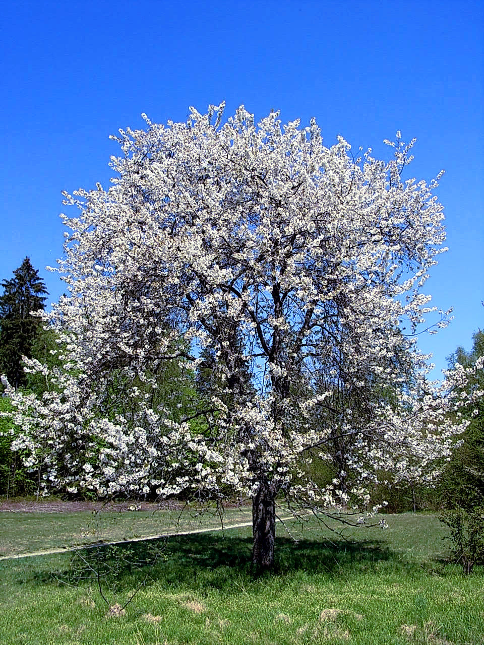 Blossoming Mazzard Cherry tree with white flowers against a clear blue sky