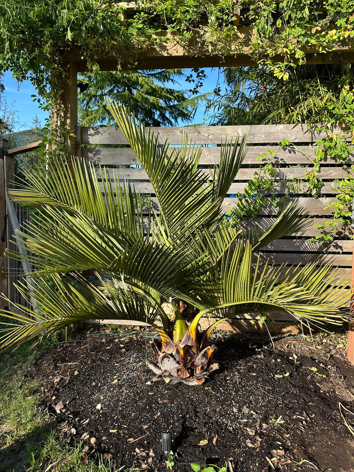 Young Chilean Wine palm tree in a pot with a wooden fence and trees in the background