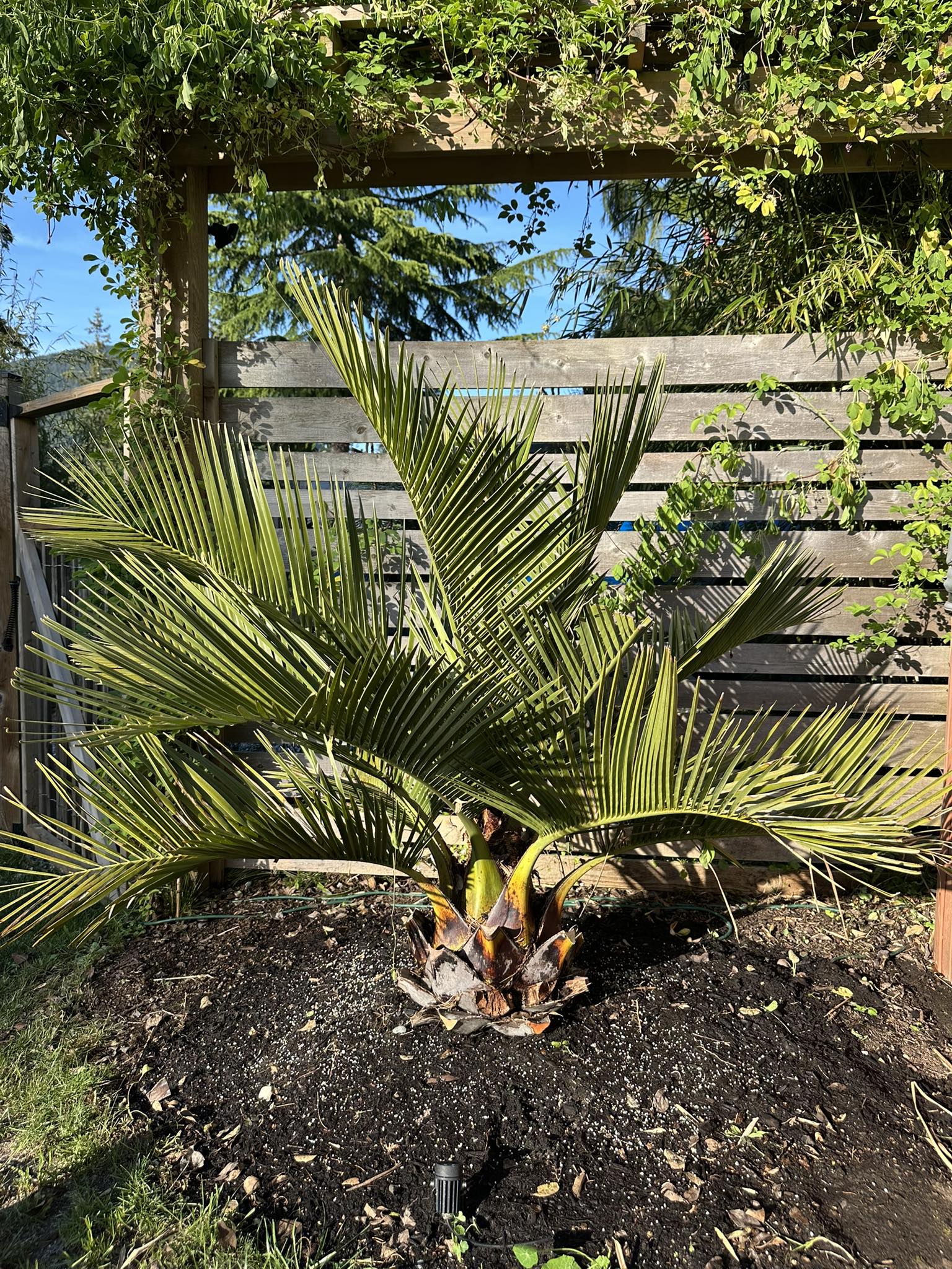 Young Chilean Wine palm tree in a pot with a wooden fence and trees in the background
