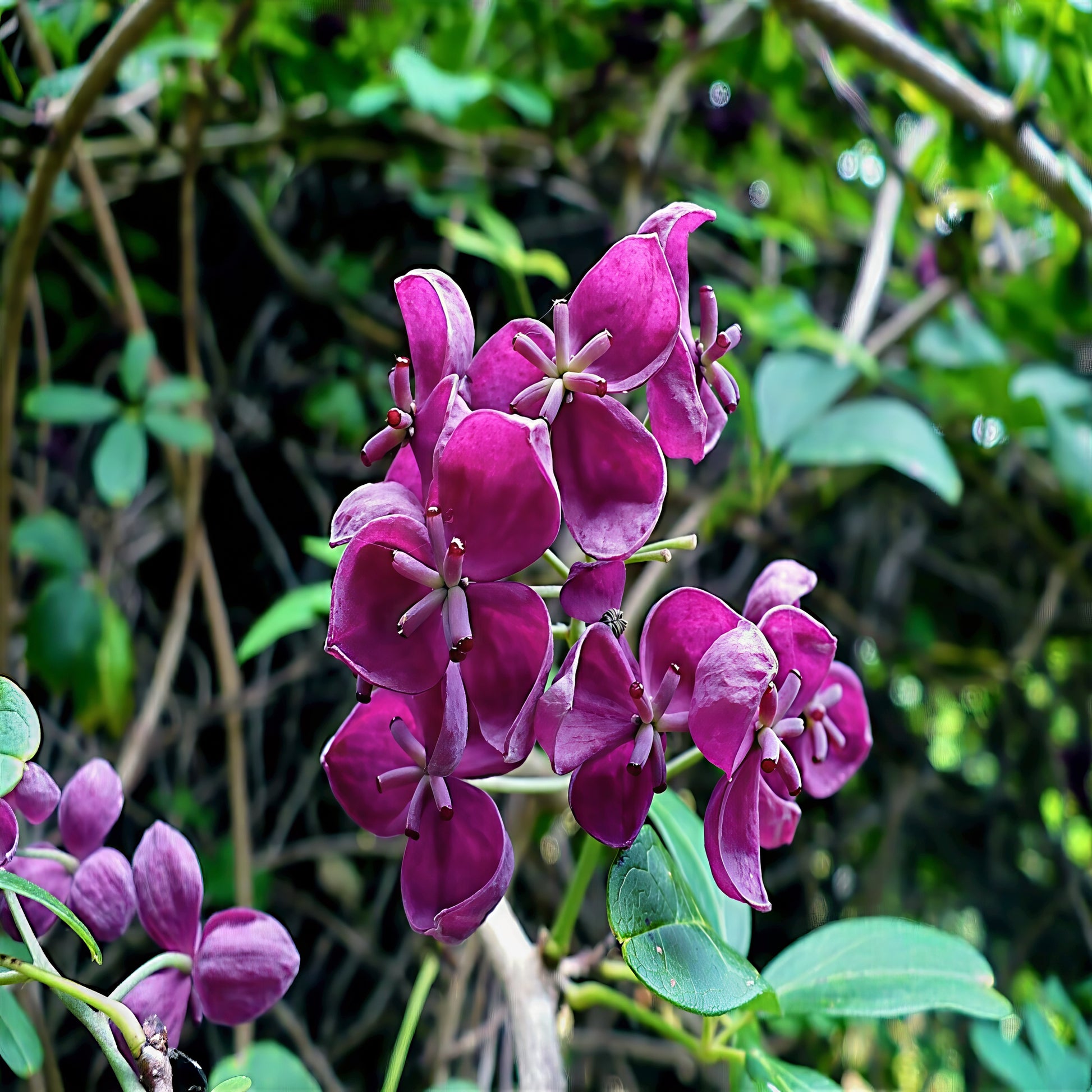 Close-up of purple Chocolate vine flowers with green leaves in the background. (Akebia trifoliata)
