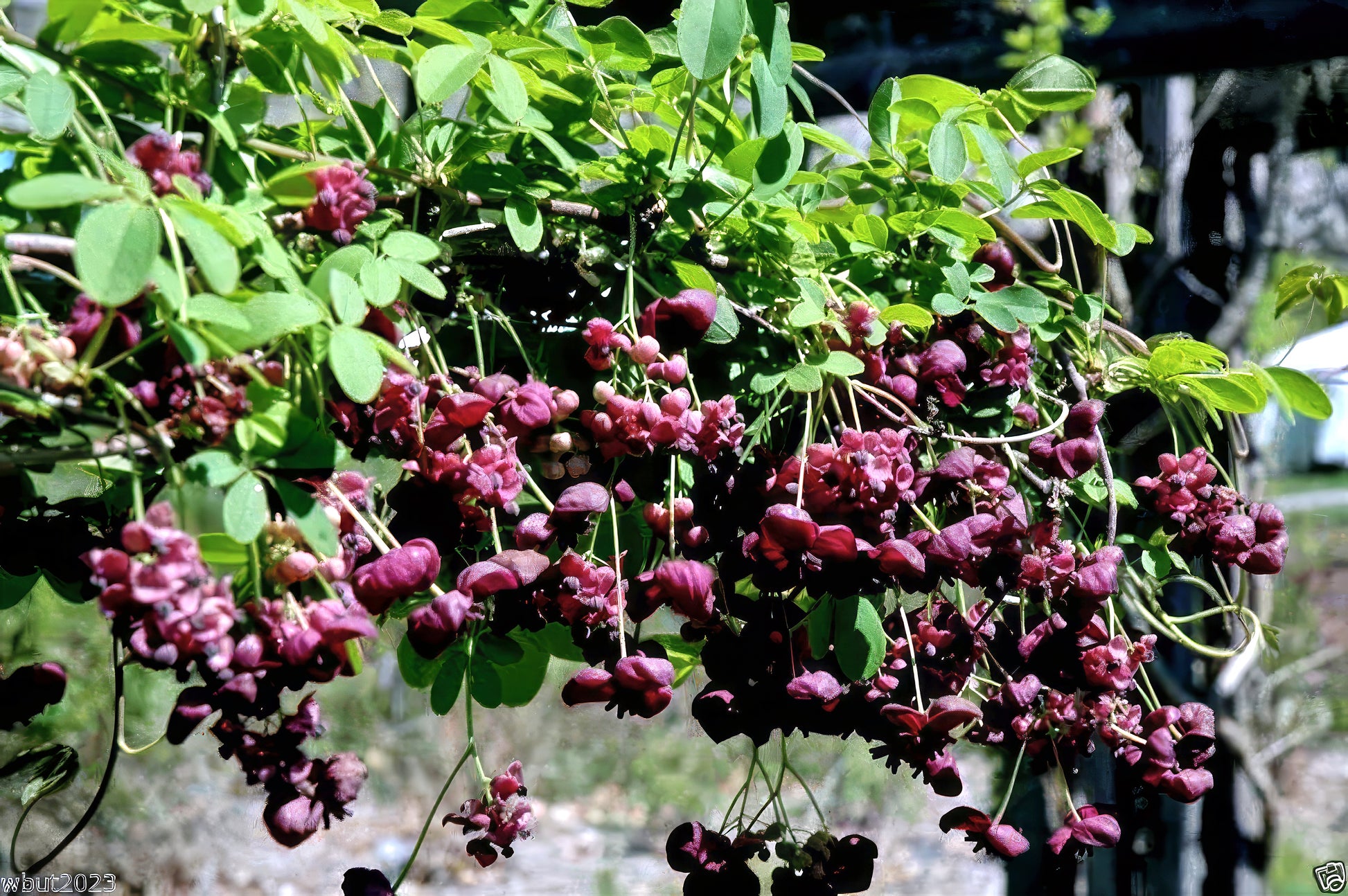Bunch of purple Chocolate vine flowers hanging from a tree