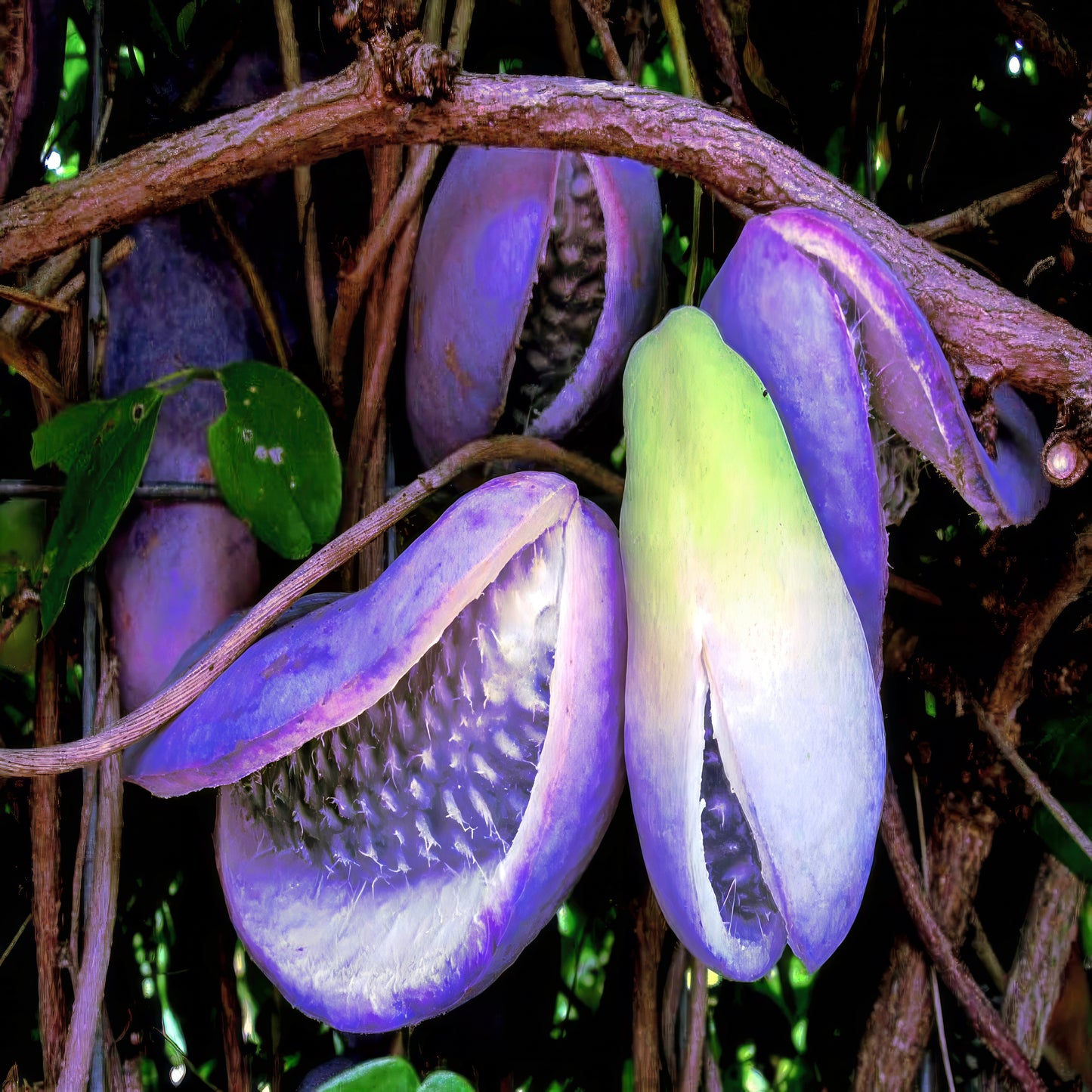 Close-up of a purple Chocolate Vine fruits with green center on a dark background. (Akebia trifoliata)