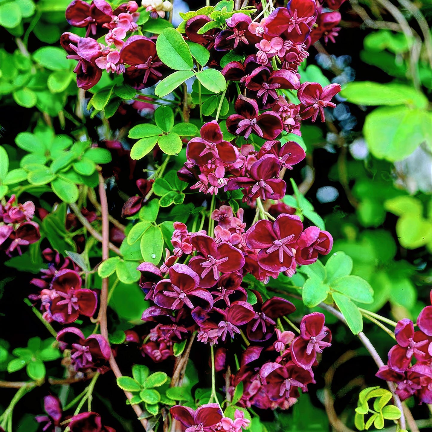 Close-up of purple Chocolate vine flowers with green leaves