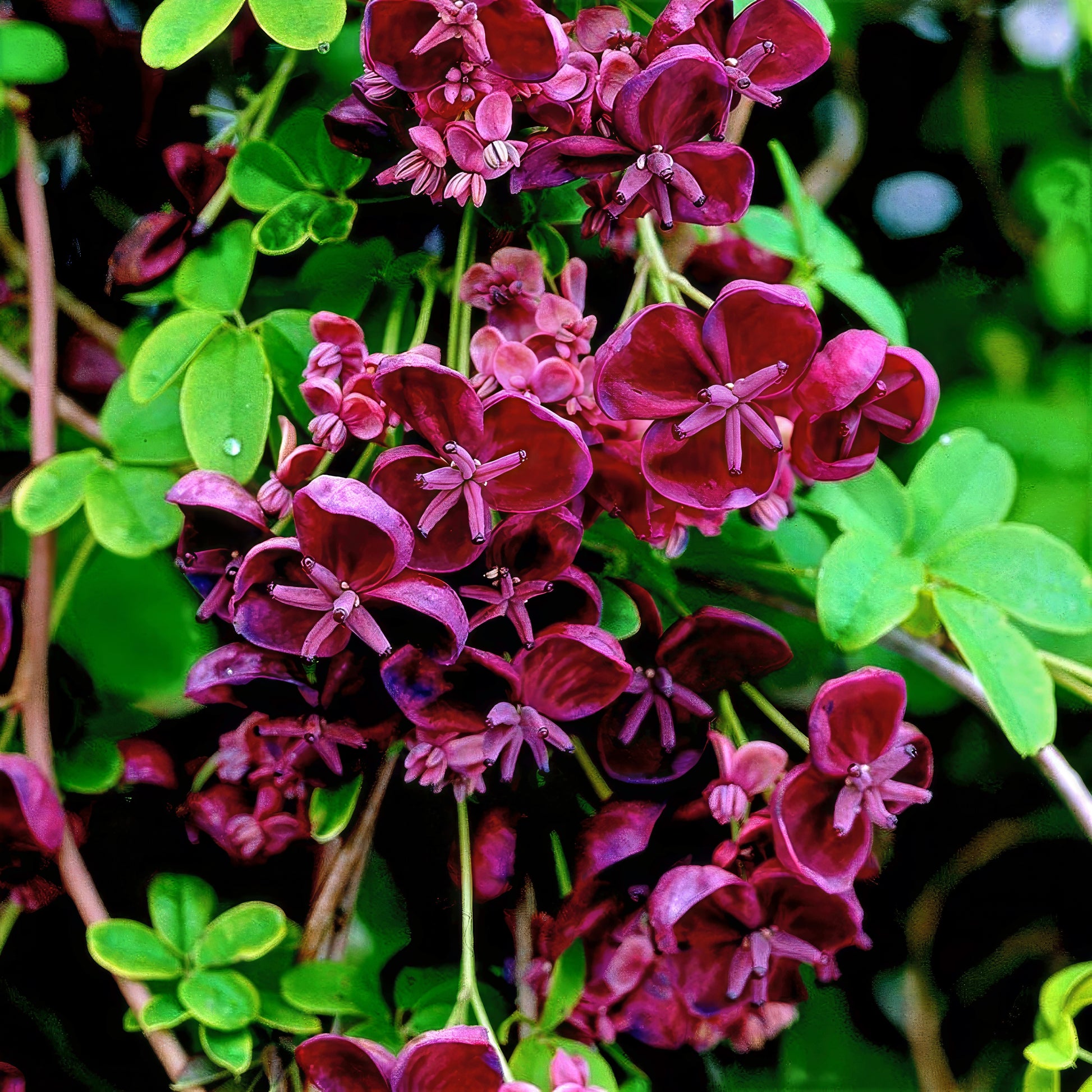 Close-up of purple Chocolate vine flowers with green leaves