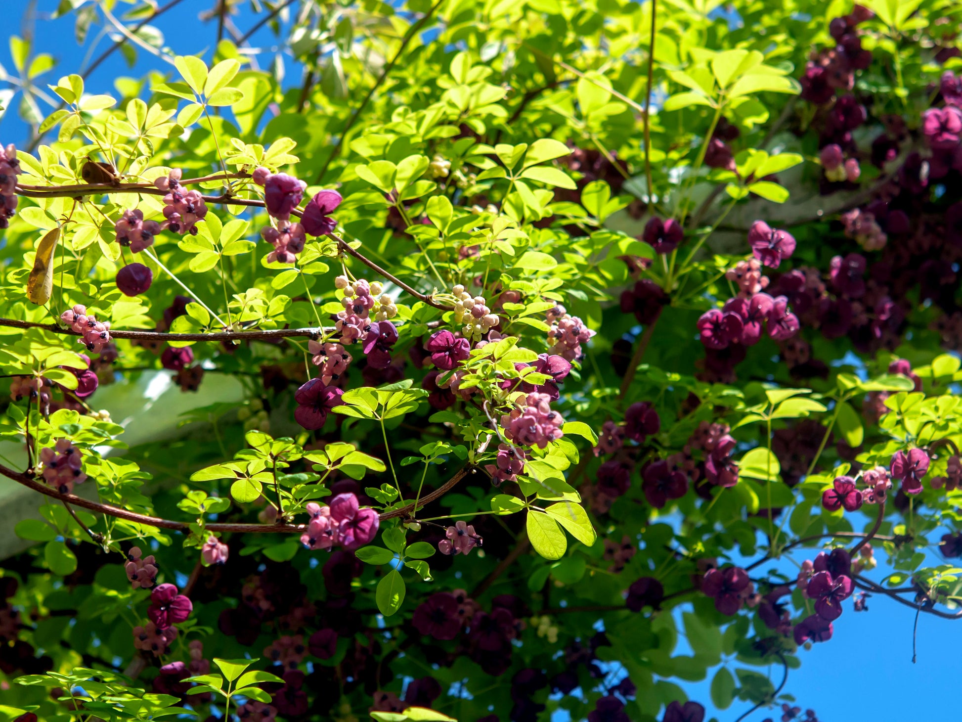 Chocolate Vine with purple flowers and green leaves against a blue sky