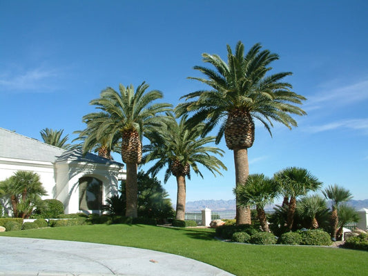 A landscaped outdoor scene with several tall Canary Island Date palm trees in front of a white building, green lawn, shrubs, and a bright blue sky. 