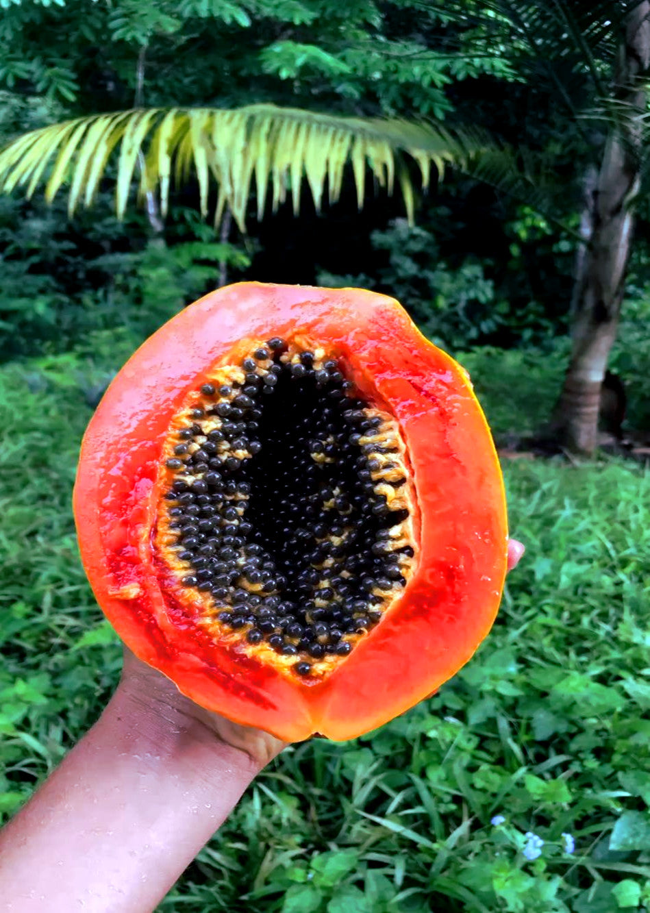 Hand holding a cut open caribbean red papaya with a tropical background