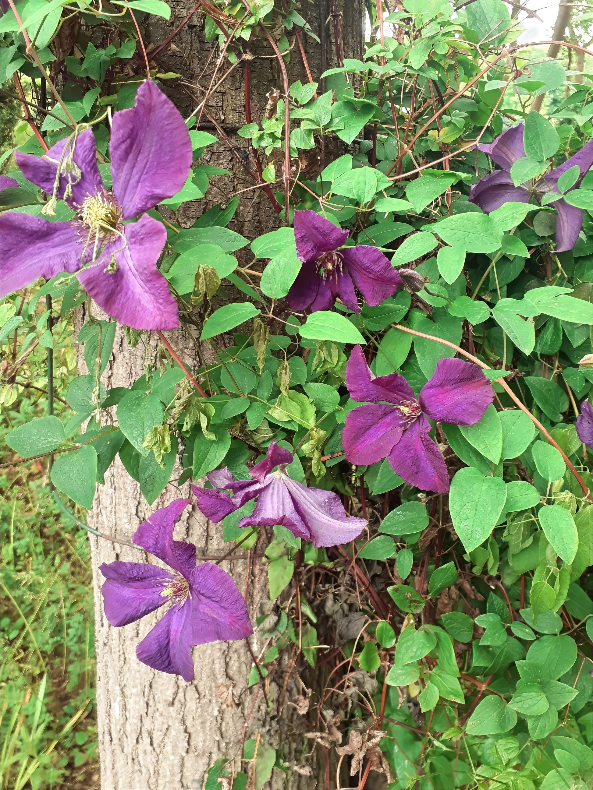 Purple clematis flowers with green leaves on a tree trunk