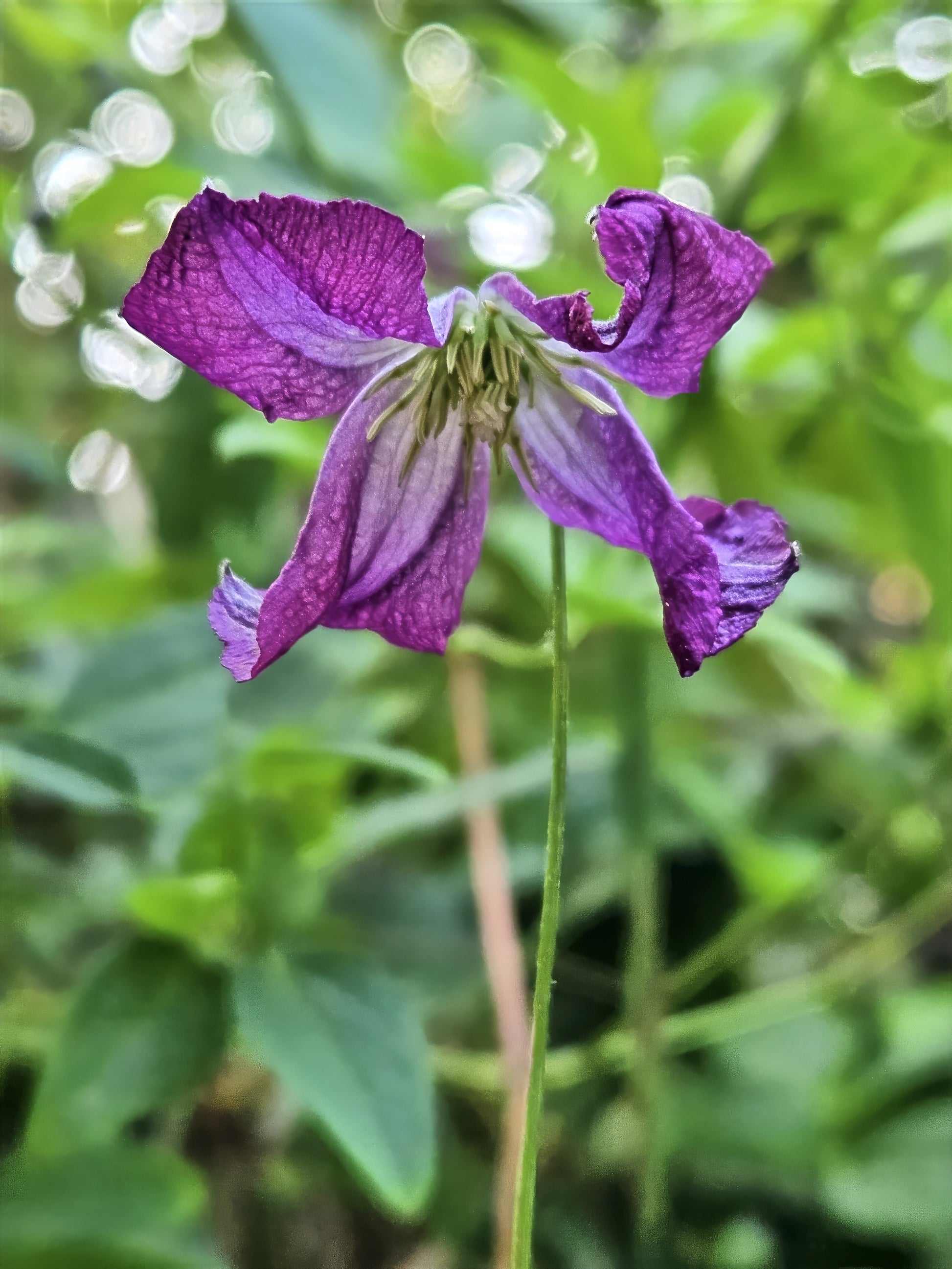 Purple clematis flower with a green blurred background