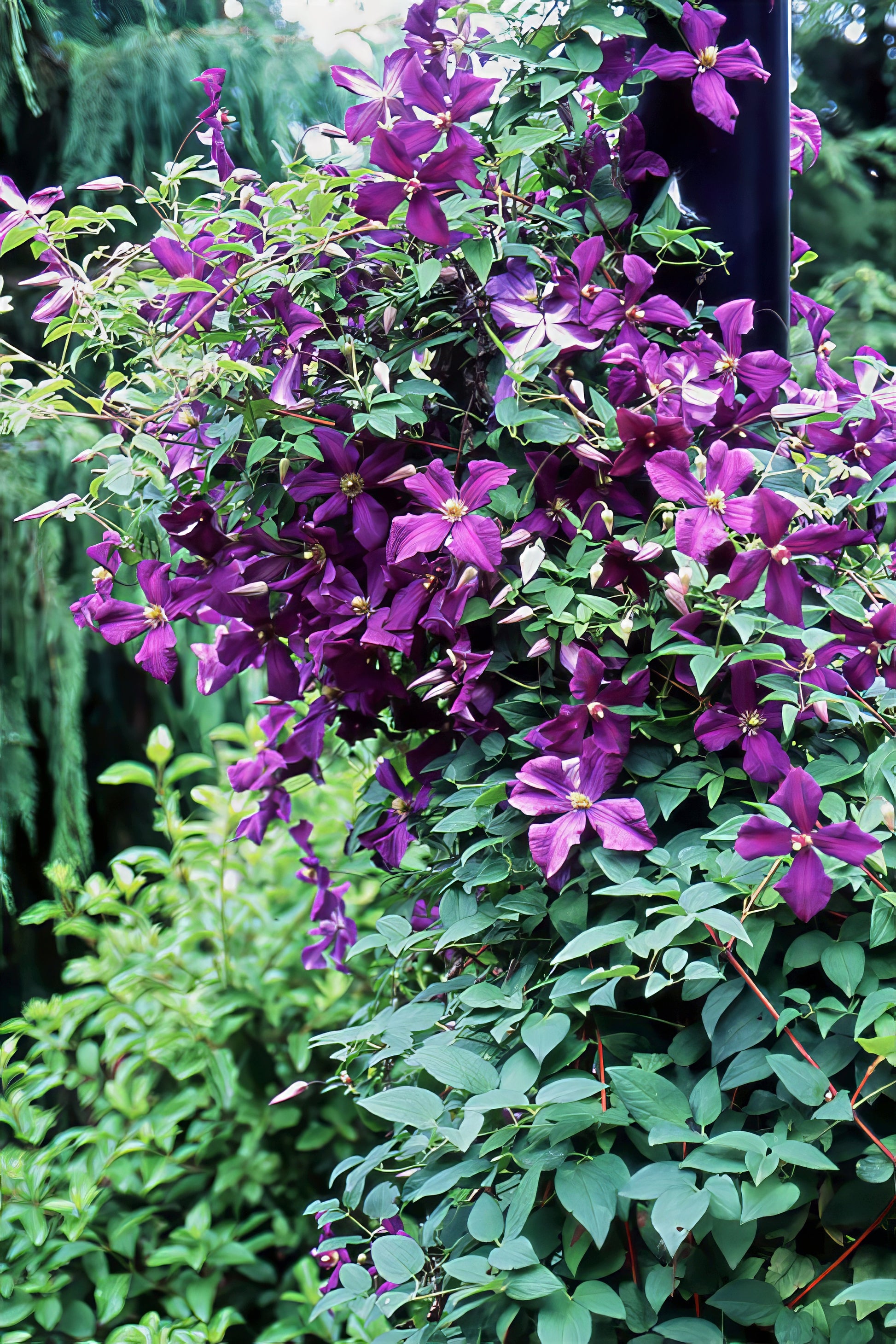 Vibrant purple clematis viticella flowers with green leaves in a garden setting