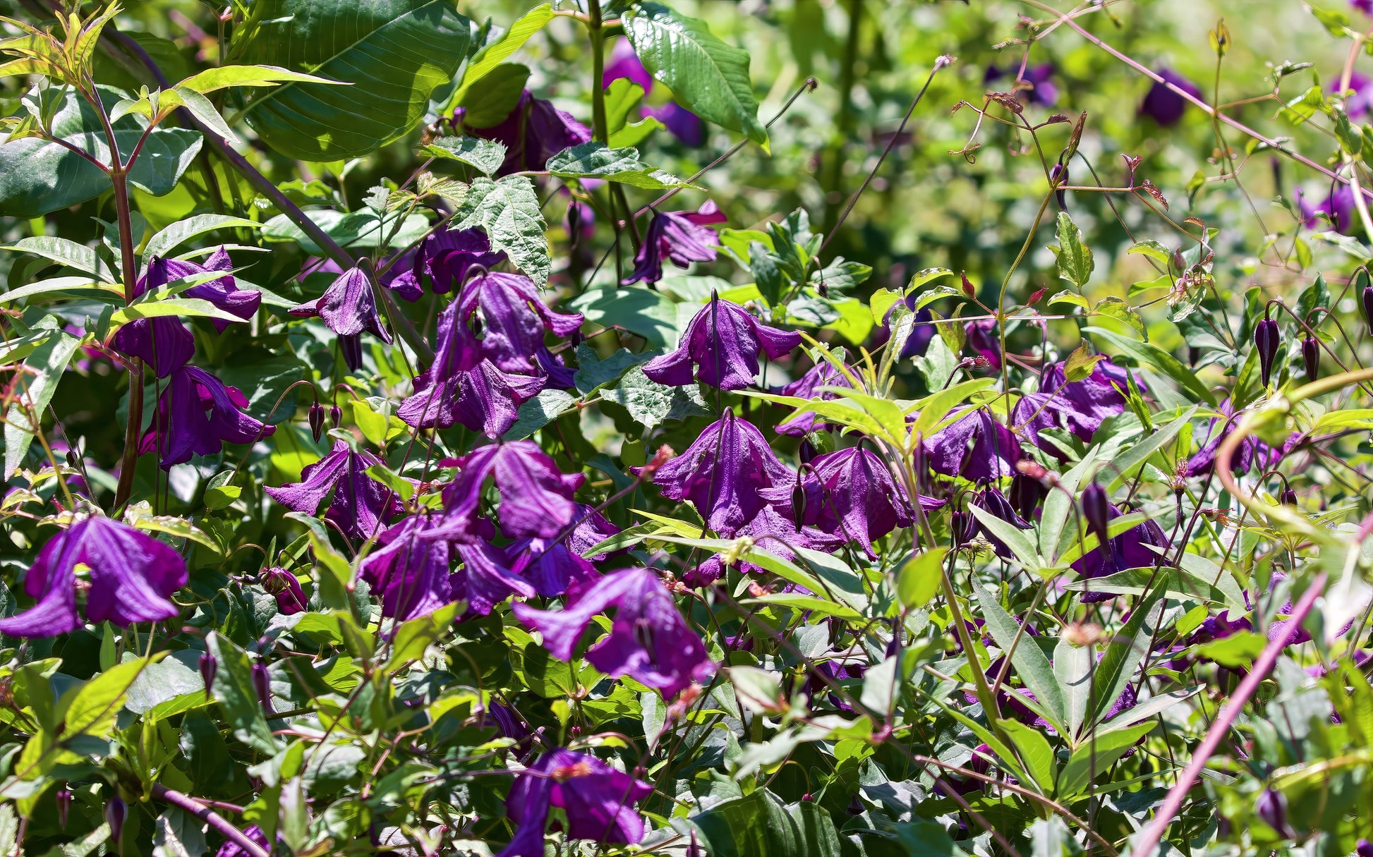 Purple clematis viticella flowers with green leaves in a natural setting