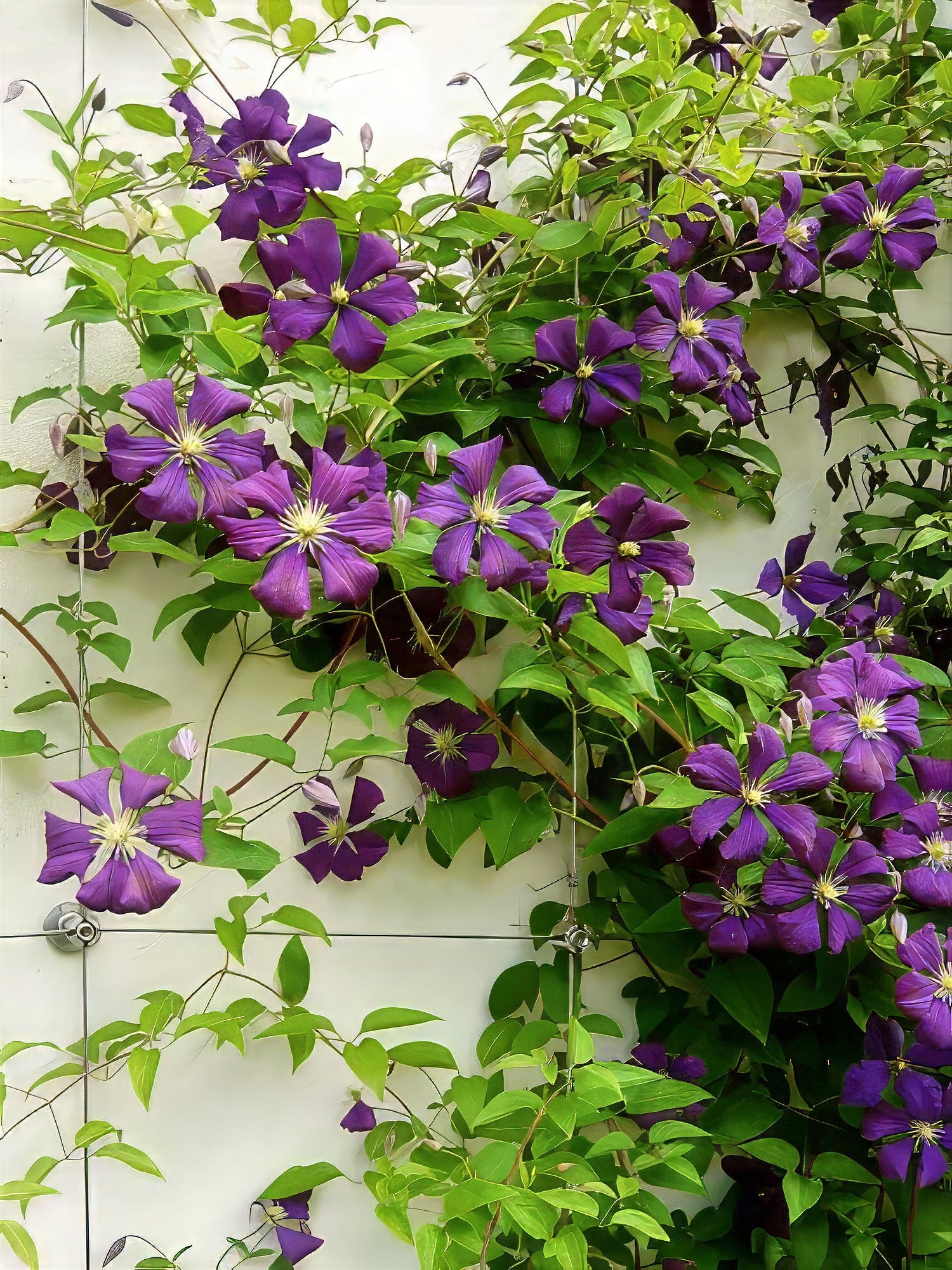 Vibrant purple clematis flowers with green leaves on a white tiled wall