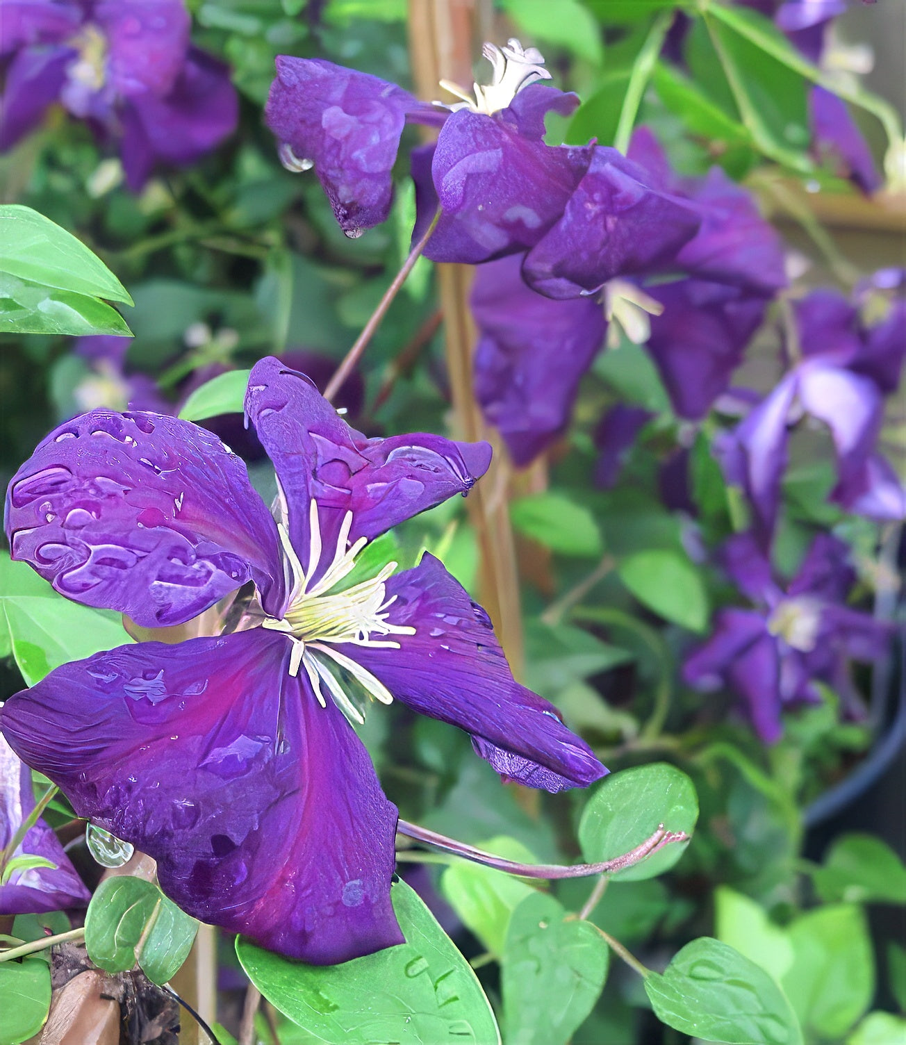 Close-up of a purple clematis viticella flower with water droplets on petals, surrounded by green leaves.