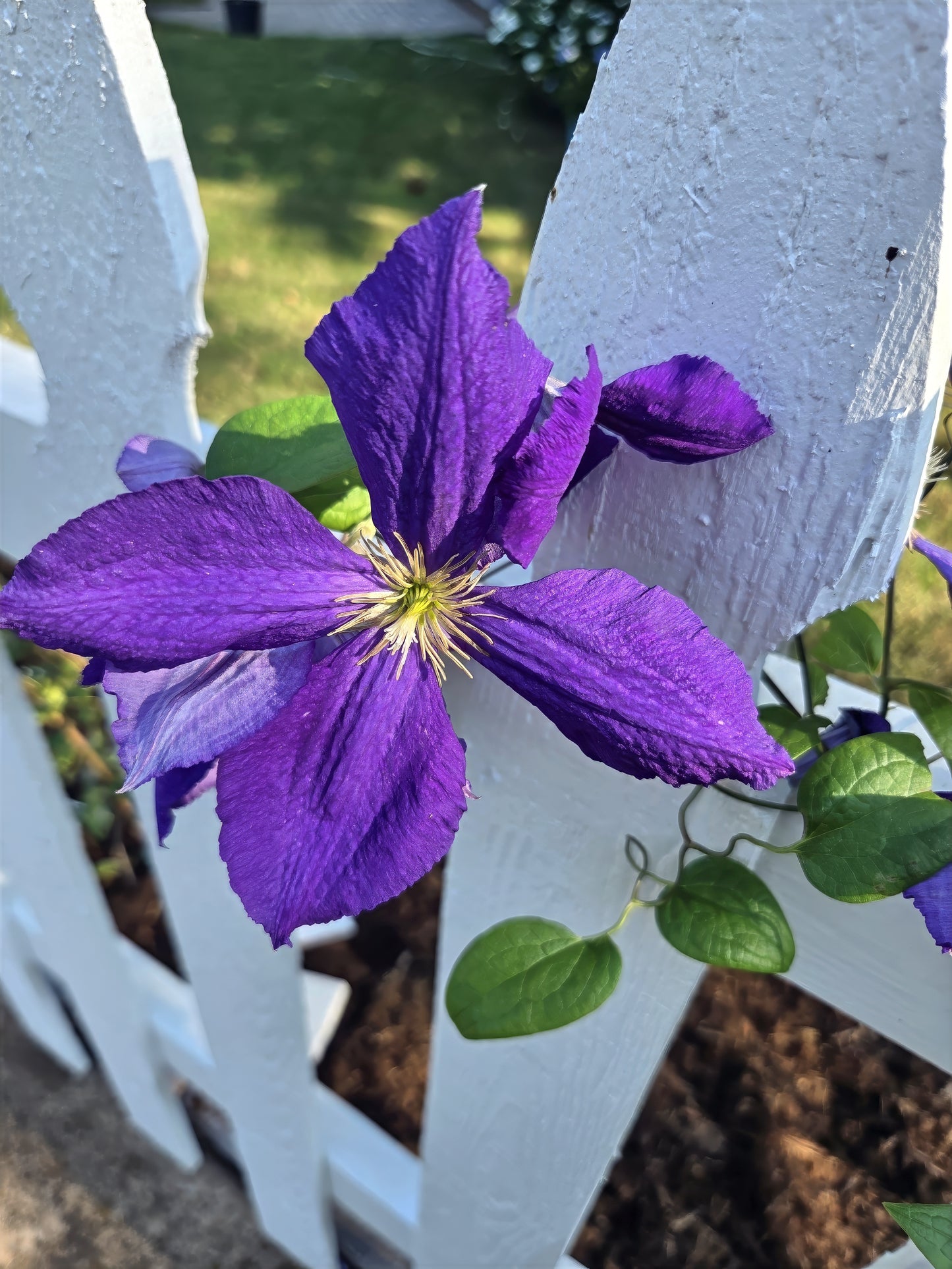 Purple clematis viticella vine flower with green leaves against a white picket fence background