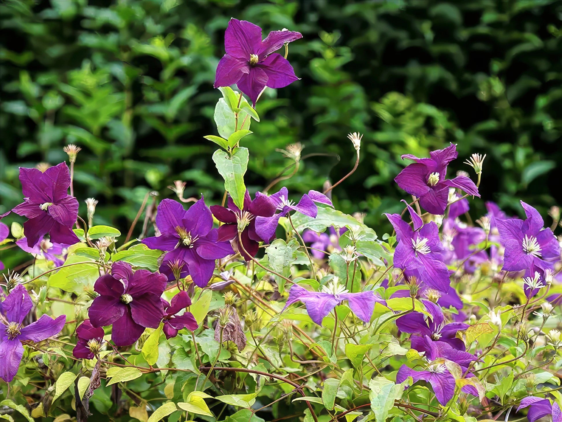 Purple clematis viticella flowers with green leaves against a blurred green background