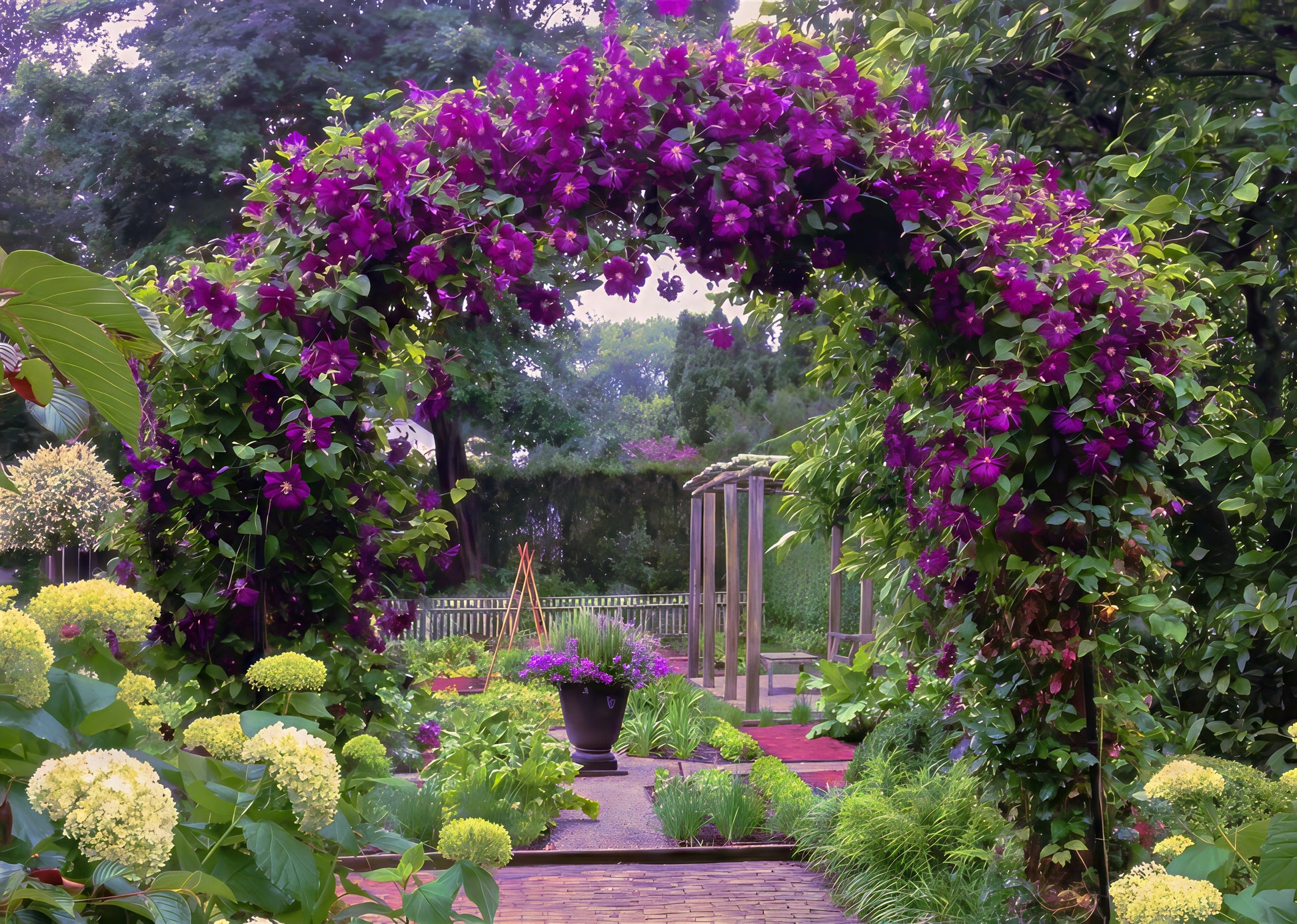Purple Clematis viticella vine flowers covering floral archway in a garden with various plants and flowers