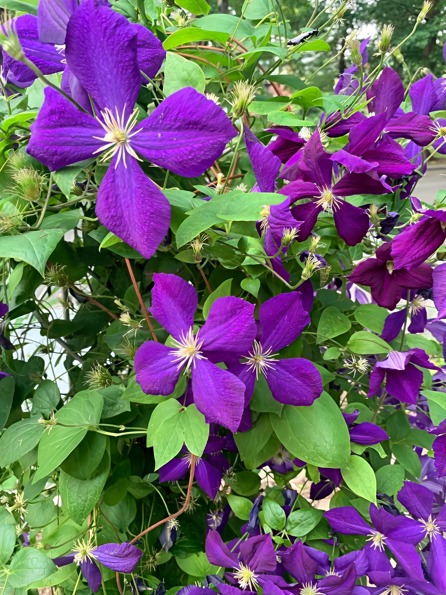 Close-up of purple clematis viticella flowers with green leaves