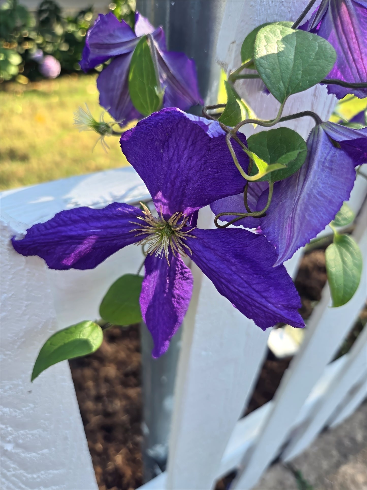 Close-up of a purple clematis viticella flower with green leaves against a blurred outdoor background
