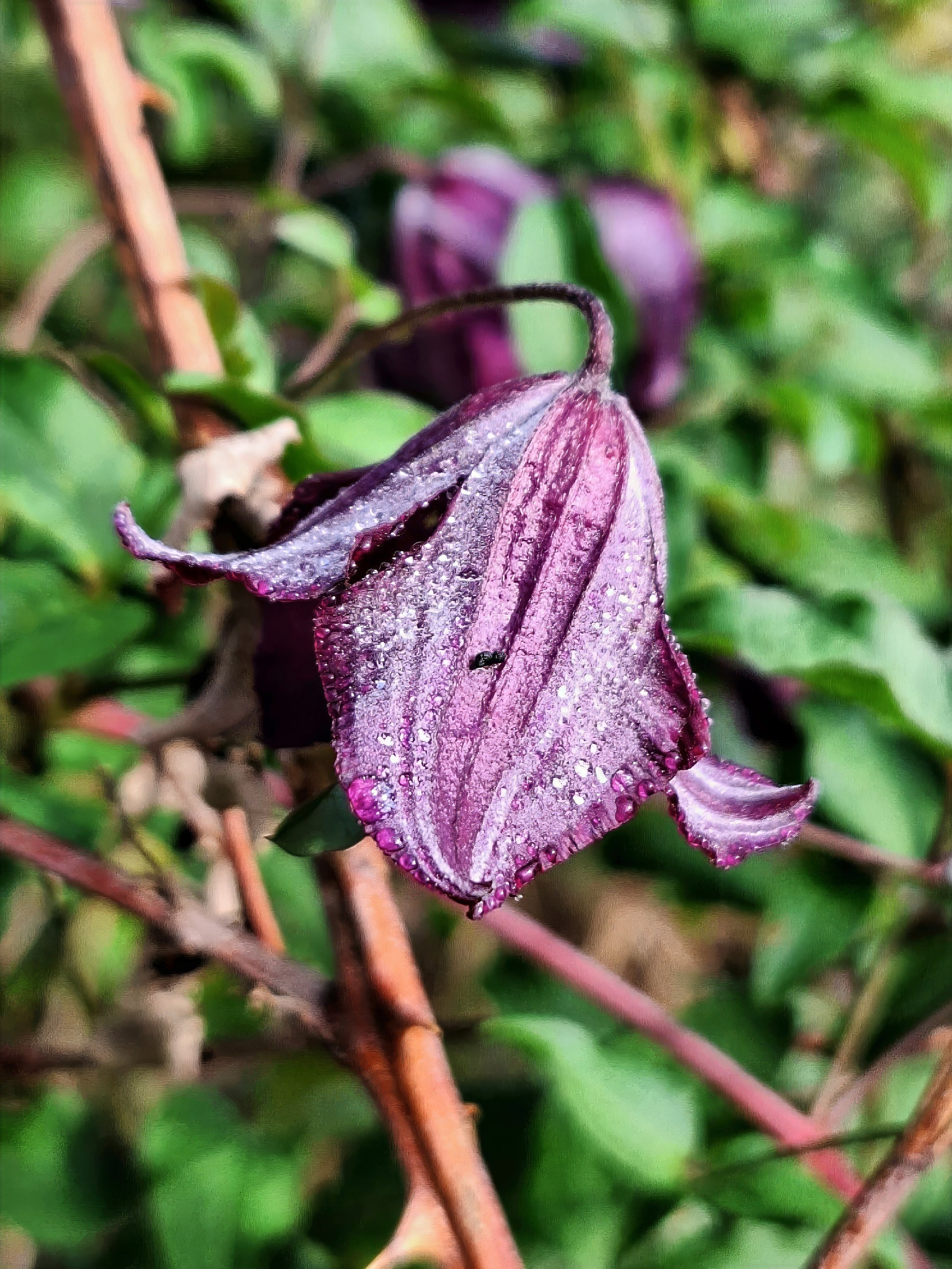 Purple clematis viticella flower with water droplets on a blurred green background