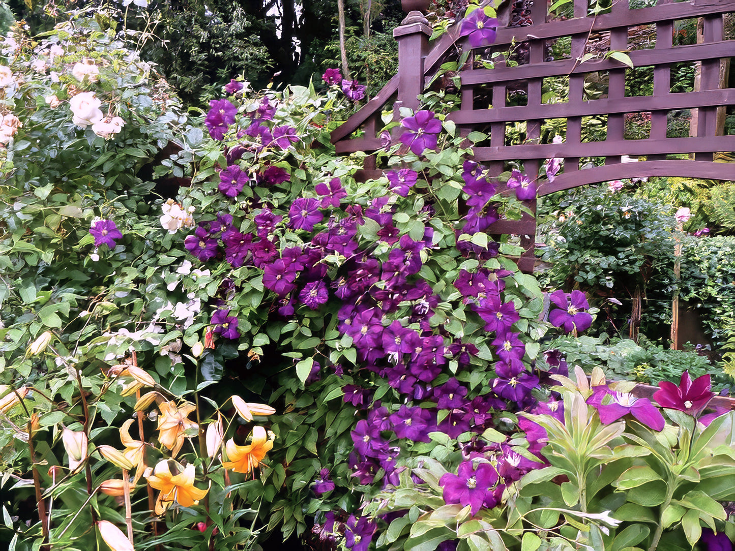 Vibrant garden scene with purple clematis viticella flowers and a wooden trellis.