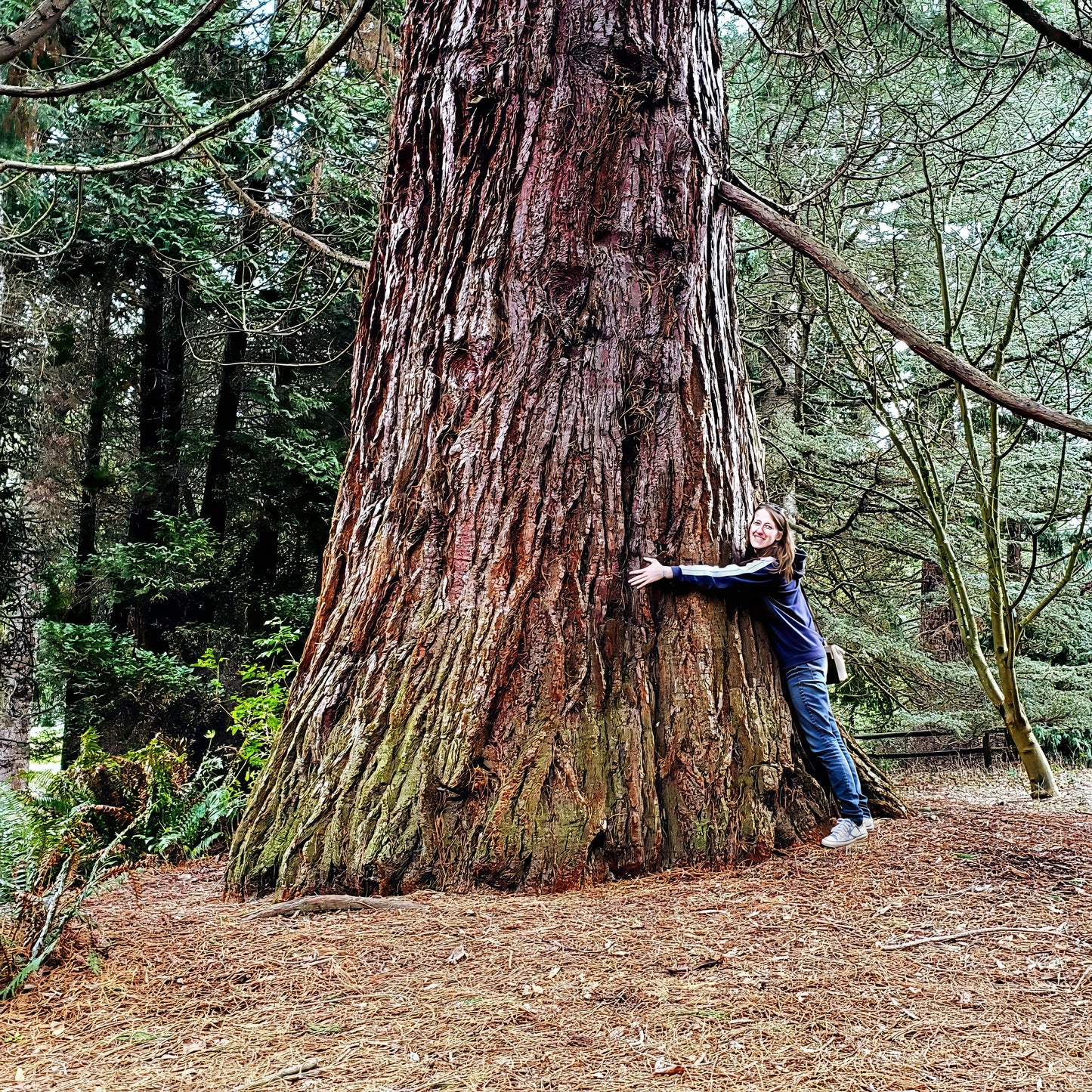 California Coast Redwood Tree Seeds (Sequoia sempervirens) – Giant Bonsai & Tallest Tree in the World | Rare Evergreen