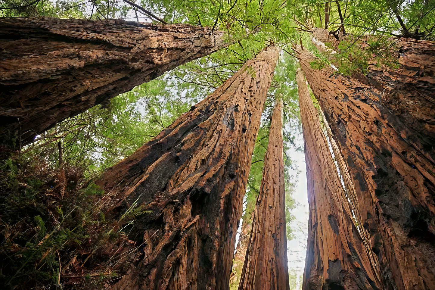 California Coast Redwood Tree Seeds (Sequoia sempervirens) – Giant Bonsai & Tallest Tree in the World | Rare Evergreen