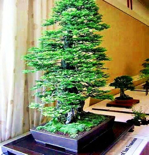 California Coast Redwood Bonsai tree in a pot on a wooden tray with a neutral background