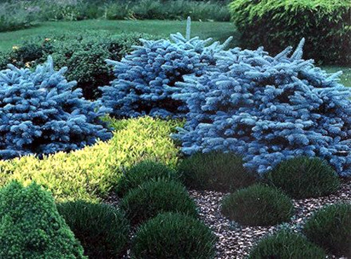 Colorado blue spruce trees rock garden landscape. 