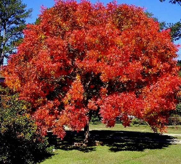 Chinese pistachio tree with vibrant red and orange autumn foliage in a park setting. (Pistacia chinensis)