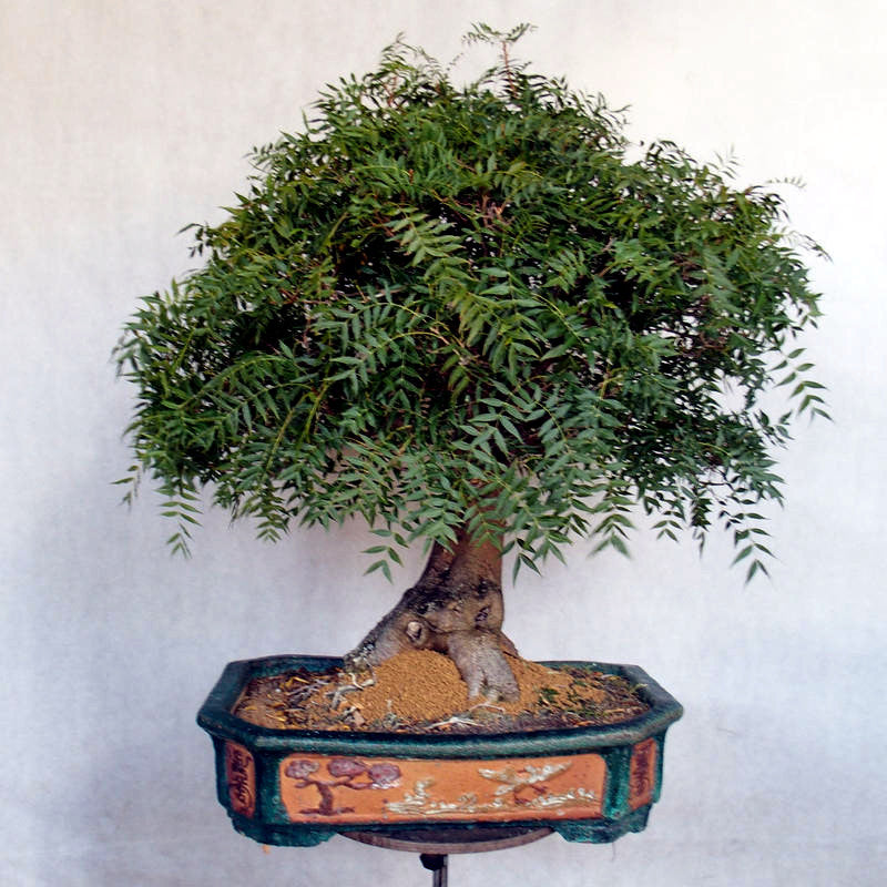 Chinese Pistachio bonsai tree in a decorative pot on a white background