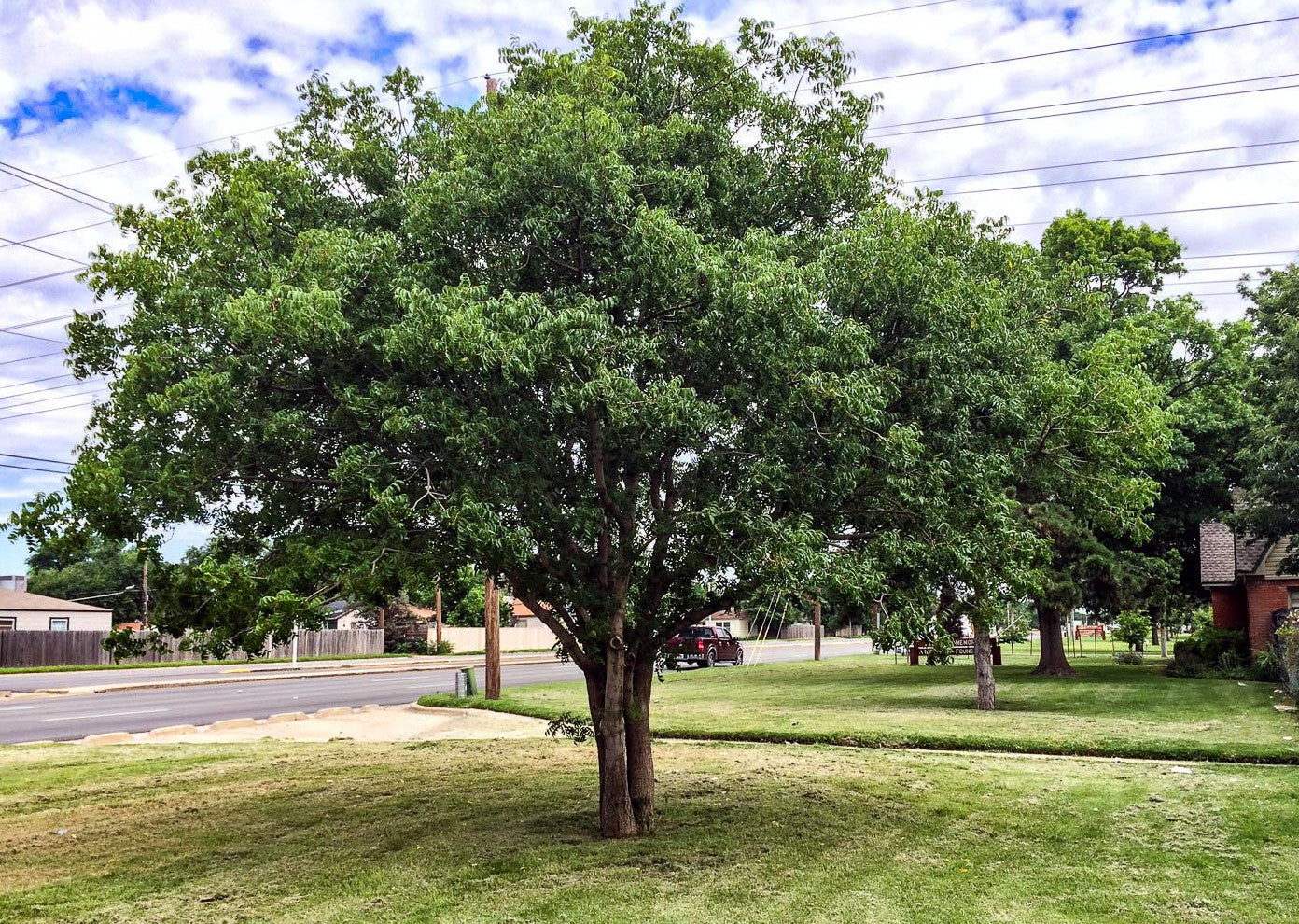 Large Chinese Pistachio tree in a park with a residential area in the background. (Pistacia chinensis)