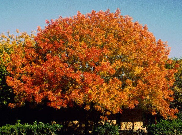 Chinese Pistachio tree with vibrant orange and yellow leaves against a clear blue sky