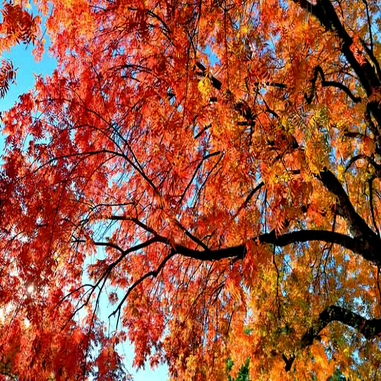 Chinese Pistachio Tree with vibrant orange and red leaves against a blue sky