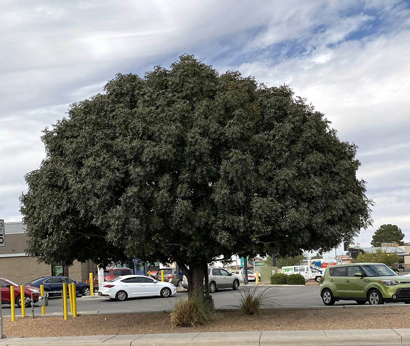 Large Chinese Pistachio tree in a parking lot with cars and buildings in the background. (Pistacia chinensis)