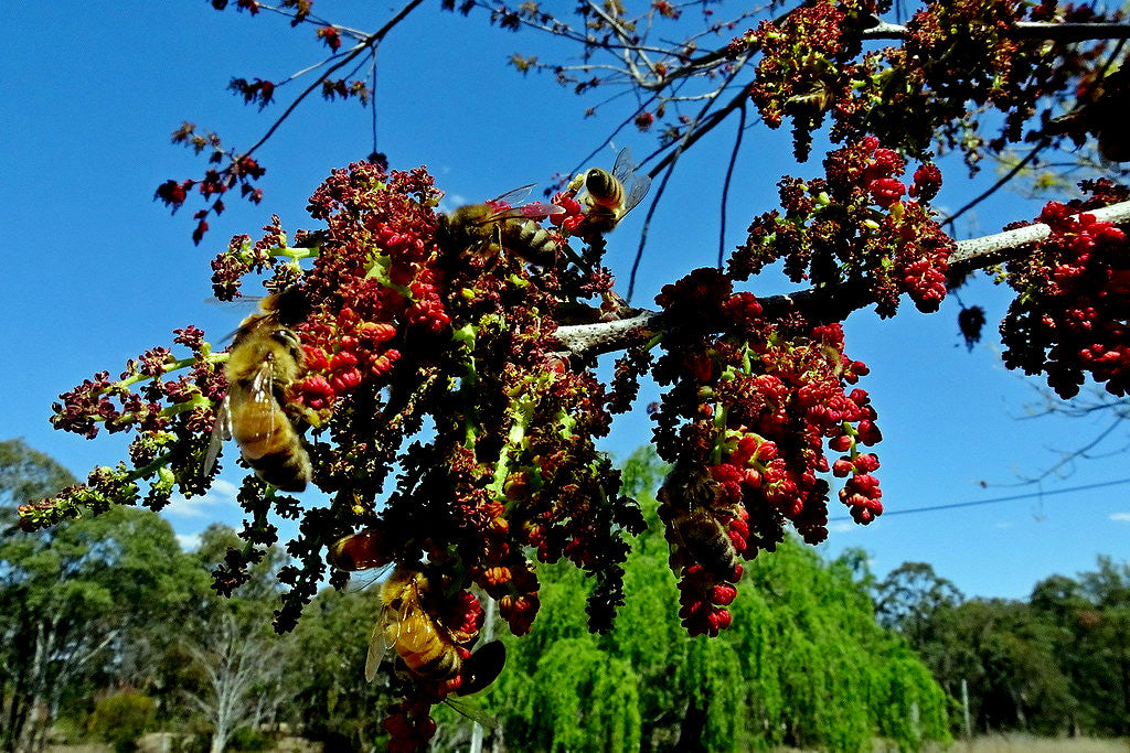 Bees on a Chinese Pistachio tree branch with red flowers against a blue sky.