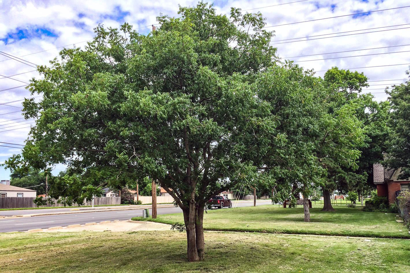 Large American persimmon tree in a grassy area with power lines and buildings in the background